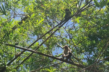 U Minh Thuong National Park Nature and Wildlife Tour