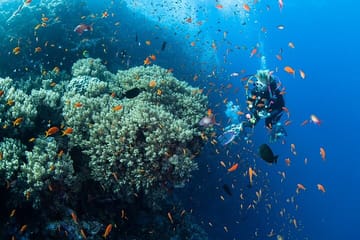 Scuba Diving Sea Trip with Lunch and Transfer from Hurghada