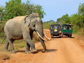 Udawalawe Safari