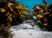Snorkeling Tour: Discover Sydney’s impressive sea life 1