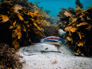 Snorkeling Tour to Explore Sydney's Marine Life at Clovelly
