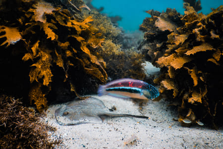 Snorkeling Tour: Discover Sydney’s impressive sea life