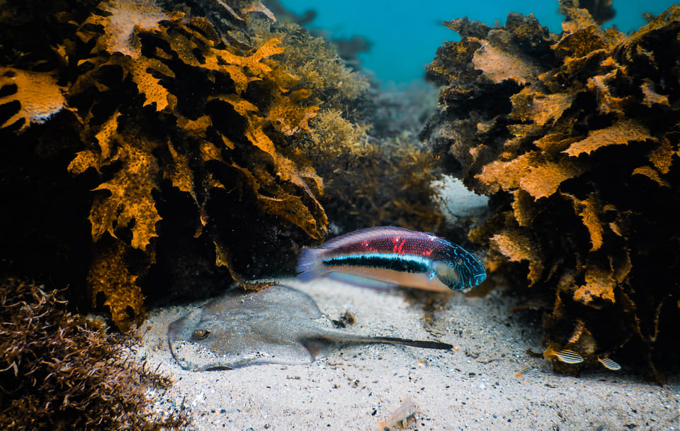 Snorkeling Tour to Explore Sydney's Marine Life at Clovelly