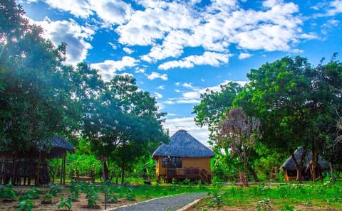 Yala Village Cycling Tour Through Scenic Sri Lanka Landscapes