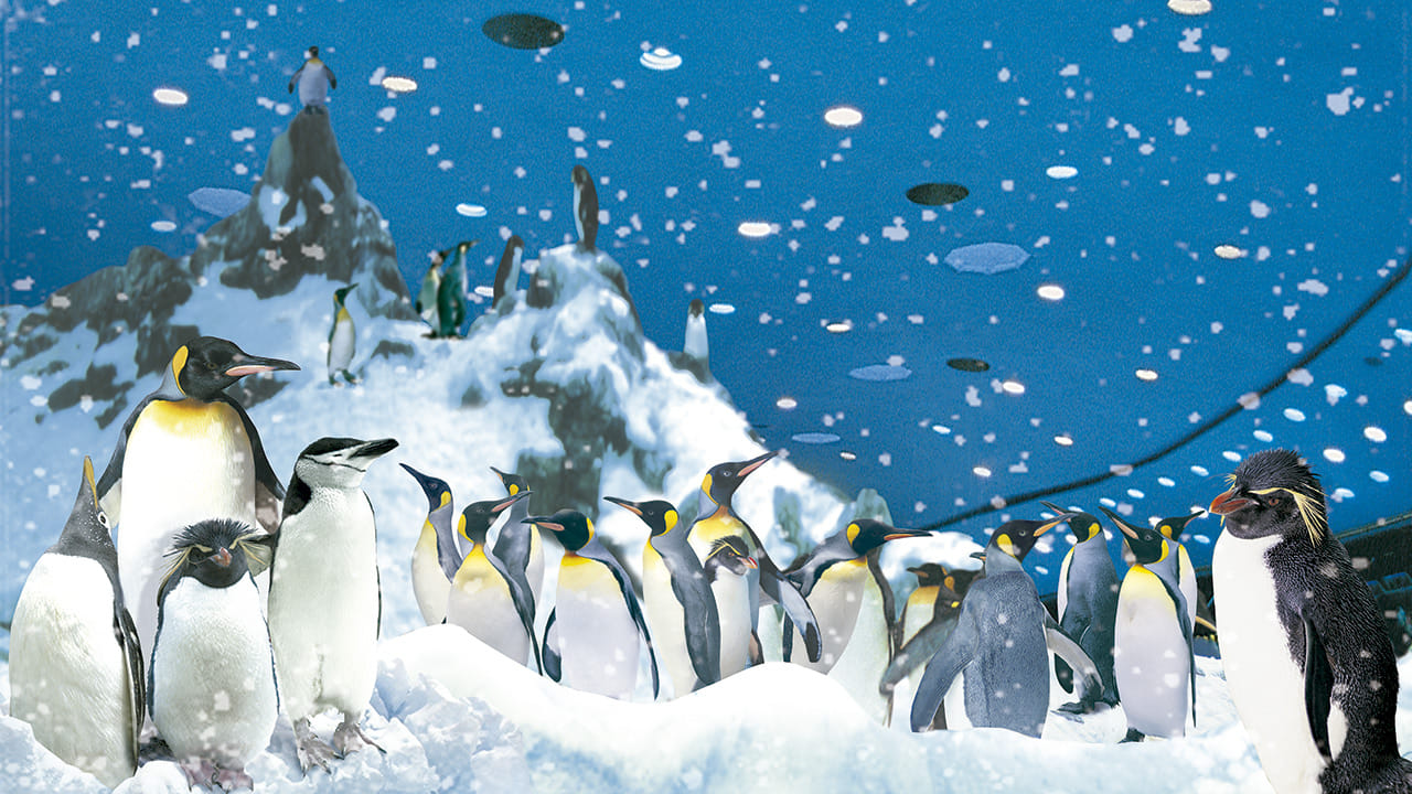 Twin ticket (Loro Parque + Siam Park) with transfer to Loro Park 3