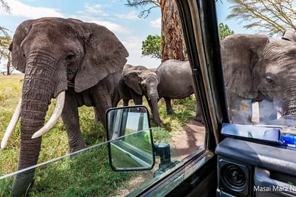 8 Days Tsavo East West Amboseli Lake Nakuru and Masai Mara Safari