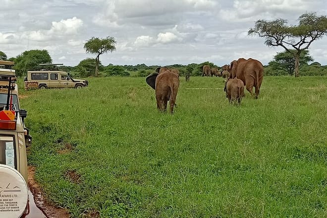 6-Day Luxury Safari in Northern Tanzania 6