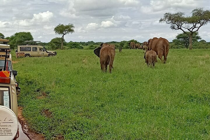 6-Day Luxury Safari in Northern Tanzania 6