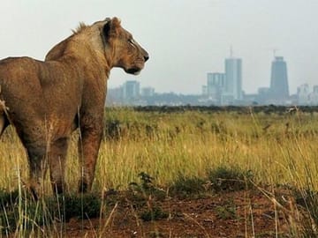 Nairobi National Park Game Drive and Carnivore Restaurant Meal