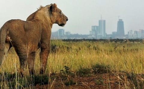 Nairobi National Park Game Drive and Carnivore Restaurant Meal