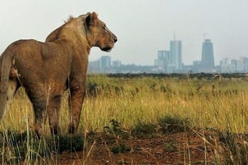 Nairobi National Park Game Drive and Carnivore Restaurant Meal