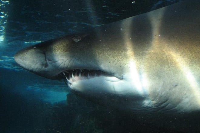 Closeup shot of shark