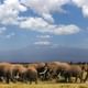 Elephant herd at Amboseli