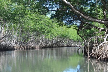 Kayaking and Wildlife Tour in Manuel Antonio Mangroves