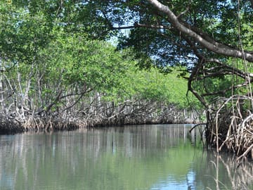 Kayaking and Wildlife Tour in Manuel Antonio Mangroves