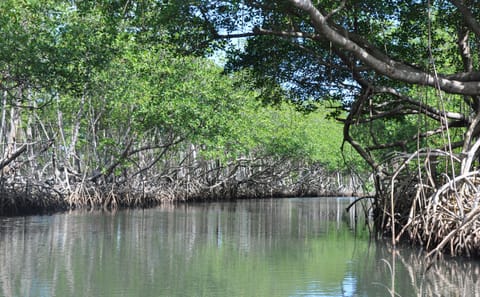 Kayaking and Wildlife Tour in Manuel Antonio Mangroves