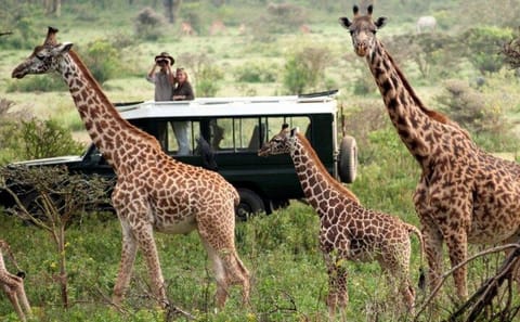 2-Day Solio Ranch Safari from Nairobi in 4x4 Land Cruiser