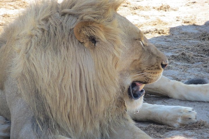 Hwange and Matopo National Park 5 nights Safari Tour 6