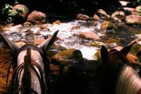 Horseback riding in the Atlantic forest BY PARATY TOURS 10