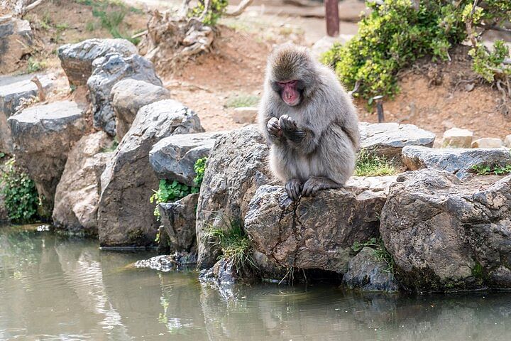 Arashiyama Walking Tour - Bamboo Forest, Monkey Park & Secrets