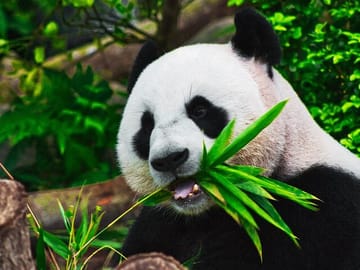 Private Zhujiajiao Water Town Tour with Shanghai Zoo and Panda