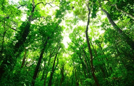 Sinharaja Rain Forest Nature Walking Tour in Sri Lanka
