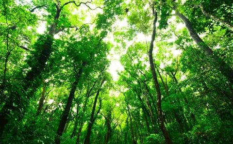 Sinharaja Rain Forest Nature Walking Tour in Sri Lanka