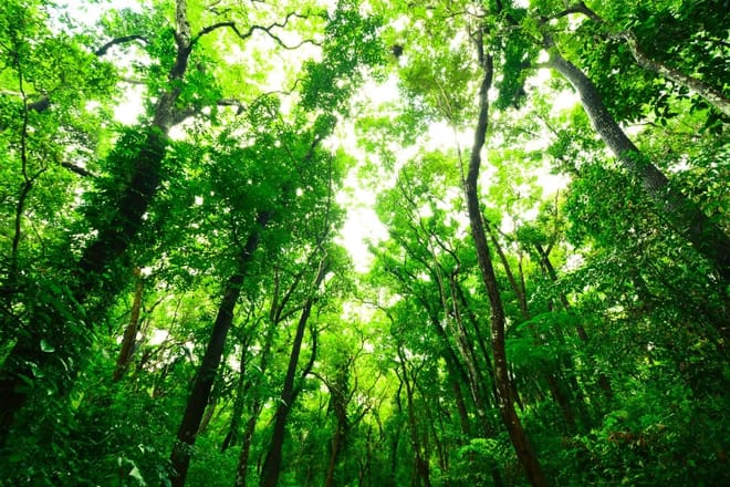 Journey of Sinharaja Rain Forest photo 3