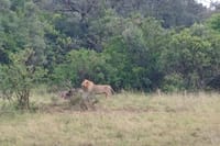 kings trophy at kisembe plains