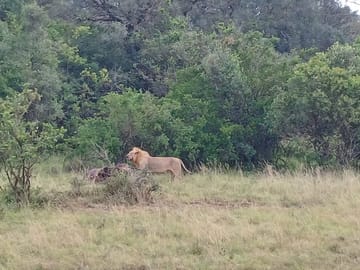 kings trophy at kisembe plains