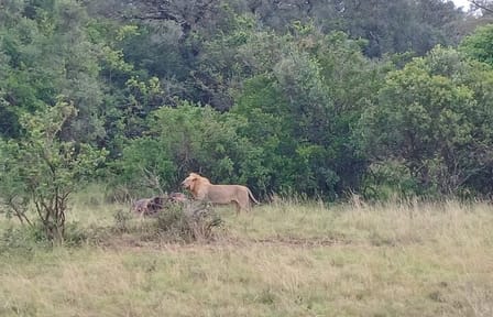 Memorable Group-Joining Nairobi Park Safari