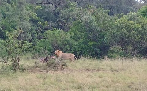 Memorable Group-Joining Nairobi Park Safari