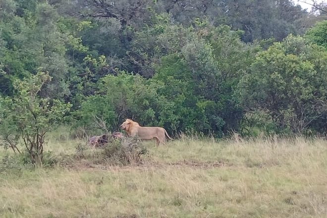 kings trophy at kisembe plains