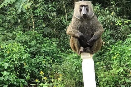 3 Days Queen Elizabeth Wildlife Safari