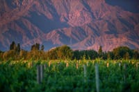 Vineyards
