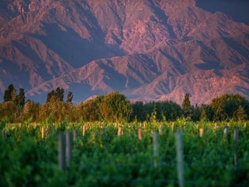 Vineyards