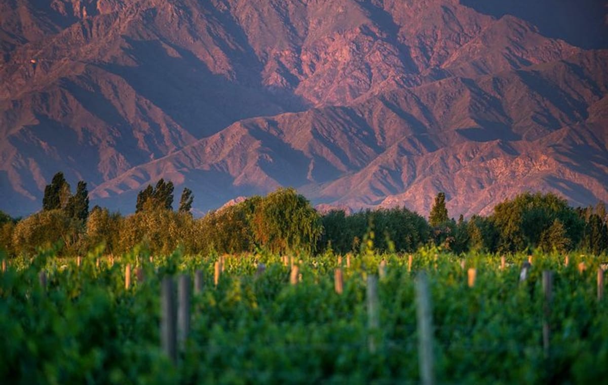 Cafayate Wine Trail Excursion: Explore Salta’s Vineyards