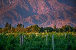 Cafayate Wine Route Day Tour from Salta