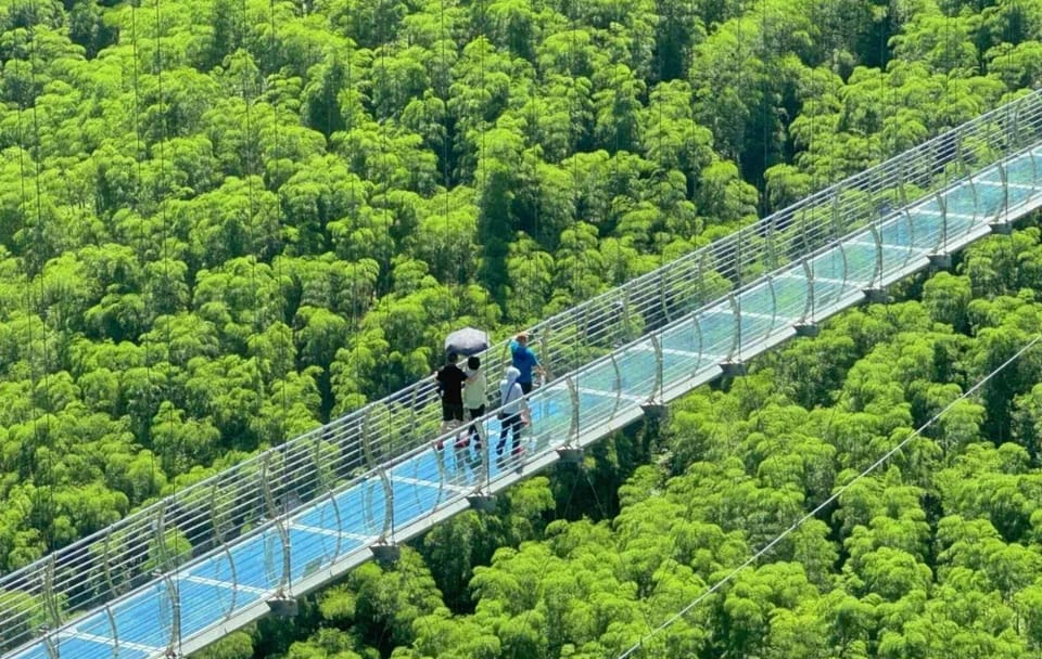 Bamboo Forest Exploration and White Tea Experience from Shanghai