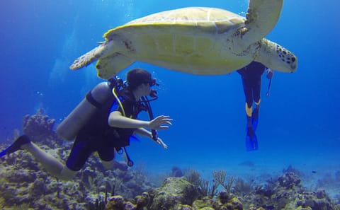 Scuba Diving Adventure in Paracas, Peru with PADI Guide
