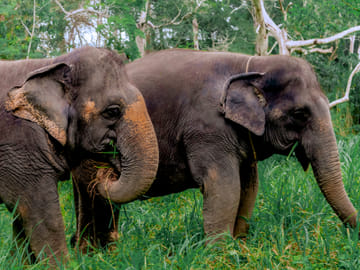 Phuket: Ethical Elephant Sanctuary Experience