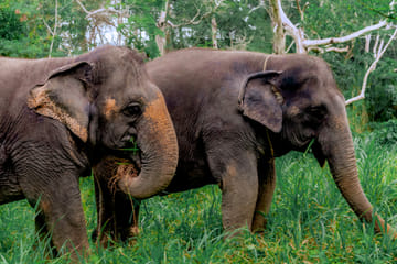Phuket: Ethical Elephant Sanctuary Experience