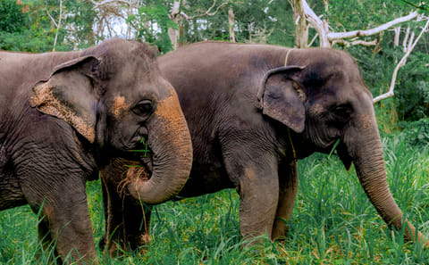 Phuket: Ethical Elephant Sanctuary Experience