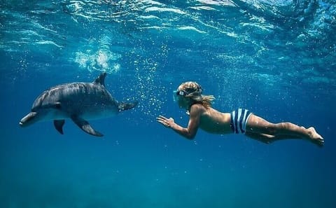 Dolphin House Private Speedboat Tour from Hurghada