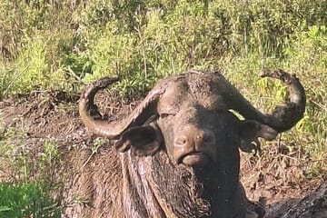 3 Days and 2 Nights Private Maasai Mara Safari