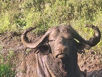 3 Days and 2 Nights Private Maasai Mara Safari