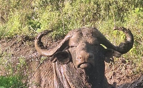 3 Days and 2 Nights Private Maasai Mara Safari