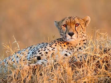 Cheetah in Serengeti