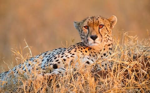 Private 8-Day Kenya and Tanzania Camping Safari from Nairobi