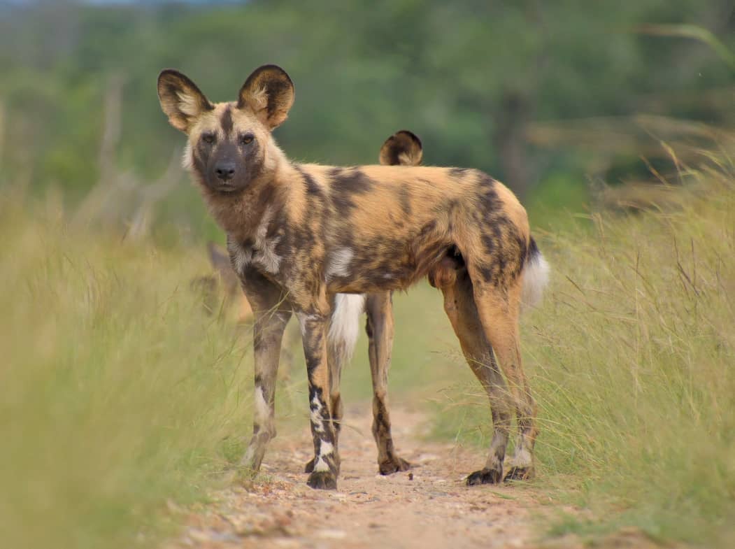 Chobe Day Trip - Chobe National Park (With Lunch Buffet) 10